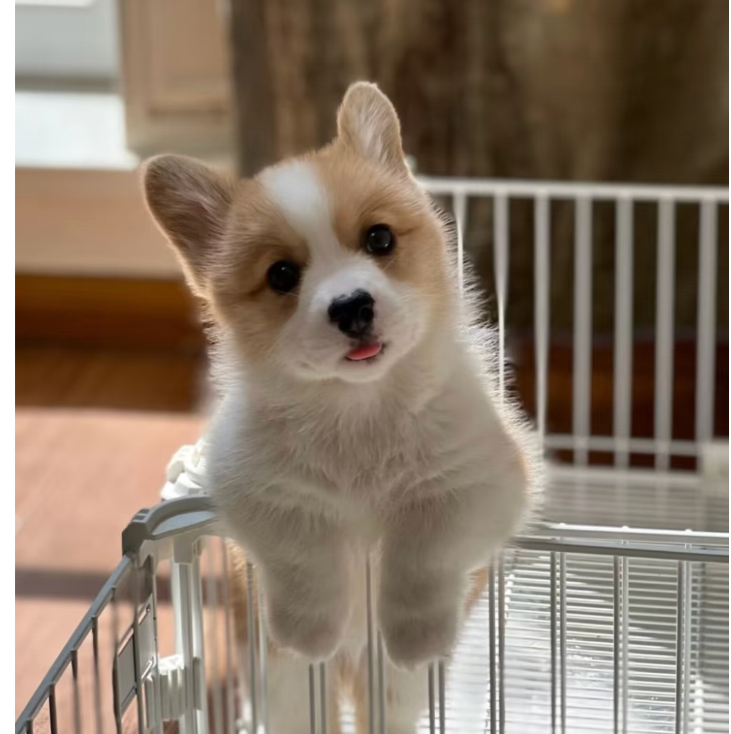 小短腿，活动量小，听话，聪明。